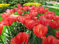 auf dem Keukenhof, Holland