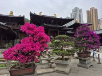 Chi Lin Kloster &ndash; &copy; Frank Nimschowski (Eberhardt TRAVEL)