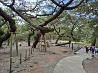 Shimizu, Ausflug...Pinienwald Miho no Matsubara &ndash; &copy; Frank Nimschowski (Eberhardt TRAVEL)