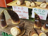 Bambus &ndash; &copy; Frank Nimschowski (Eberhardt TRAVEL)