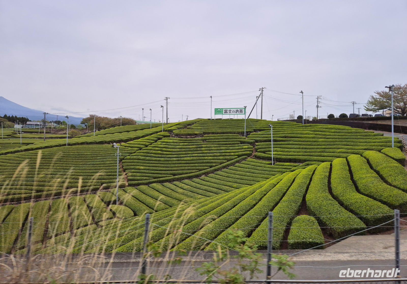 Teeplantage &ndash; &copy;  (Eberhardt TRAVEL)