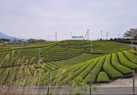 Teeplantage &ndash; &copy; Frank Nimschowski (Eberhardt TRAVEL)