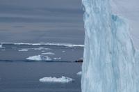 Eisberge und Eisschollen im Antarctic Sound