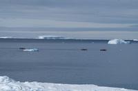 Eisberge und Eisschollen im Antarctic Sound