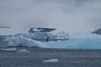 Eisberge und Eisschollen im Antarctic Sound