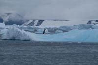 Eisberge und Eisschollen im Antarctic Sound