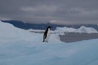 Eisberge und Eisschollen im Antarctic Sound