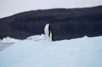 Eisberge und Eisschollen im Antarctic Sound