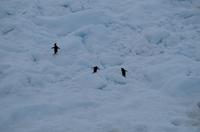 Eisberge und Eisschollen im Antarctic Sound