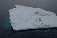 Eisberge und Eisschollen im Antarctic Sound