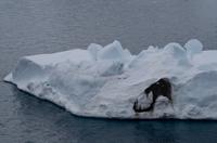 Eisberge und Eisschollen im Antarctic Sound