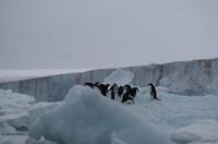 Bucht von Brown Bluff