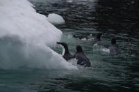 Bucht von Brown Bluff