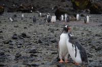 Bucht von Brown Bluff