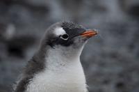 Bucht von Brown Bluff