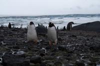 Bucht von Brown Bluff