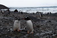 Bucht von Brown Bluff