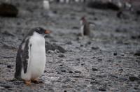 Bucht von Brown Bluff