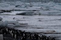 Bucht von Brown Bluff