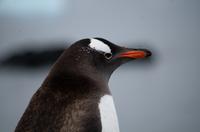 Bucht von Brown Bluff