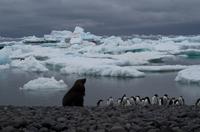 Bucht von Brown Bluff