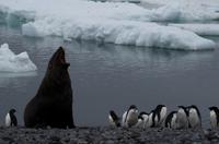 Bucht von Brown Bluff