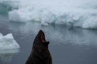 Bucht von Brown Bluff