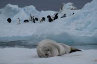 Bucht von Brown Bluff