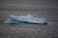 Eisberge im Friedjov Sound 