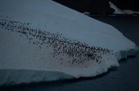 Eisberge im Friedjov Sound 