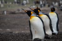 Falkland Inseln - Bluff Cove