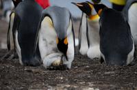 Falkland Inseln - Bluff Cove