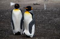 Falkland Inseln - Bluff Cove - Königspinguine