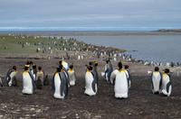 Falkland Inseln - Bluff Cove - Königspinguine
