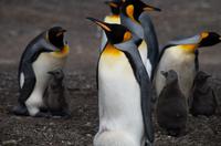 Falkland Inseln - Bluff Cove - Königspinguine