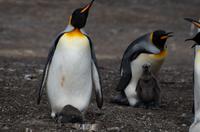 Falkland Inseln - Bluff Cove - Königspinguine