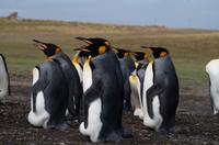 Falkland Inseln - Bluff Cove - Königspinguine