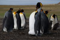 Falkland Inseln - Bluff Cove - Königspinguine
