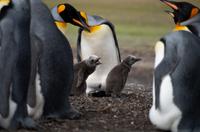 Falkland Inseln - Bluff Cove - Königspinguine