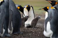 Falkland Inseln - Bluff Cove - Königspinguine