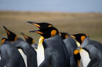 Falkland Inseln - Bluff Cove - Königspinguine