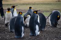 Falkland Inseln - Bluff Cove - Königspinguine
