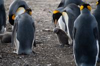 Falkland Inseln - Bluff Cove - Königspinguine