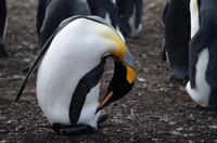 Falkland Inseln - Bluff Cove - Königspinguine