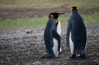 Falkland Inseln - Bluff Cove - Königspinguine
