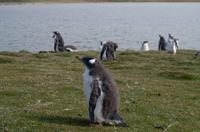 Falkland Inseln - Bluff Cove 