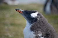 Falkland Inseln - Bluff Cove 