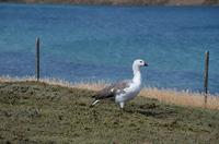 Falkland Inseln - Carcass Island