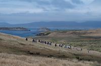Falkland Inseln - Carcass Island