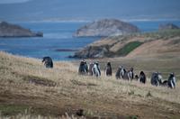 Falkland Inseln - Carcass Island
